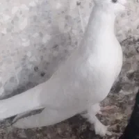 کبوتر رنگی|پرنده|بوشهر, |دیوار