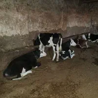 فروش یک عدد کوساله