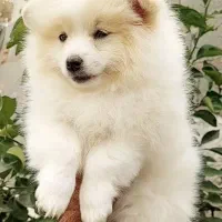 توله سگ پامر|سگ|شیراز, دکتر حسابی|دیوار