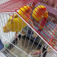 طوطی برزیلی نر و ماده