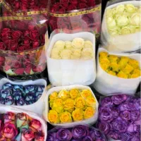 گل رز هلندی بازارقیمت عمده مدارس ادارات آنلاین شاپ|گل و گیاه طبیعی|تهران, بازار|دیوار