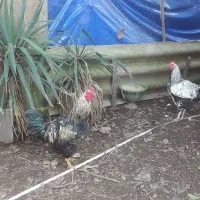 دوعدد خروس جوان یک ساله