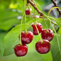 نهالستان ارقام متنوع میوه و گردو پربار پالیز|خدمات باغبانی و درختکاری|خوانسار, |دیوار