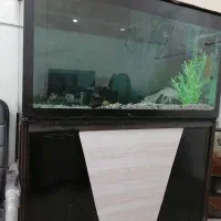 آکواریوم|ماهی|فرخشهر, |دیوار