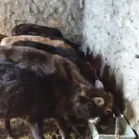 ۱۱عددگوسالهنروماده|حیوانات مزرعه|سروآباد, |دیوار