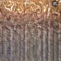 فروش و اجاره زمین