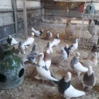 فروش کبوتر در بهبهان|پرنده|فولادشهر, فولادشهر|دیوار