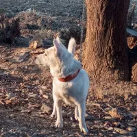 واگذاری سگ شیتزو|سگ|پاکدشت, پاکدشت (مامازند)|دیوار