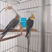 عروس هلندی مولد