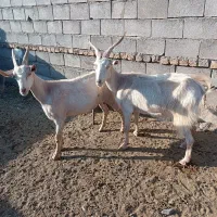 دو راس بز سانن شیرا مادر دختر
