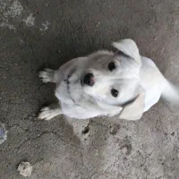 سگ گمشده|سگ|میانه, |دیوار