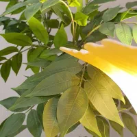 فروش درختچه اقاقیا مصنوعی