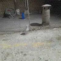 یه سرور دم سفید آس ماده و دو عدد آلمانی|پرنده|گنبد کاووس, |دیوار