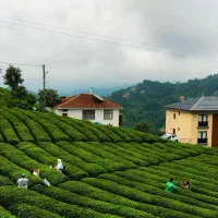 تور چای چینی ترکیه