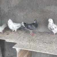 کفتر