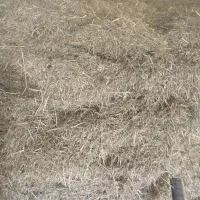 کاه تمیز و تازه|حیوانات مزرعه|سیلوانه, |دیوار