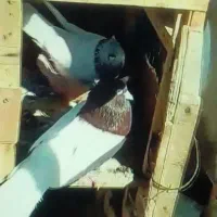 کفتر کلاسیاه مور