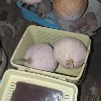 کدو کامل شیرین وارگانیک|خوردنی و آشامیدنی|رشت, آزادگان|دیوار