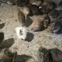 بلدرچین بالغ