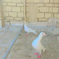 دورگ بلغاری واشعل