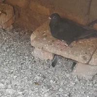 پرنده|پرنده|زهک, |دیوار