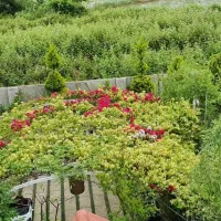 ویلا شهرکی/امنیت بالا/ویوابدی سرسبز650متری رویان|فروش خانه و ویلا|رویان, |دیوار