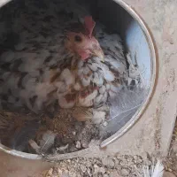 مرغ و خروس گلین|حیوانات مزرعه|کرمان, |دیوار