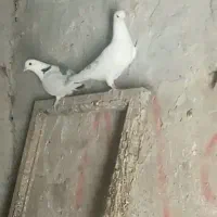 کفتر /کبوتر فروشی دونه ای ۱۰۰|پرنده|صوغان, |دیوار