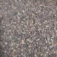 کنجدتمیز|عمدهفروشی|شادگان, |دیوار