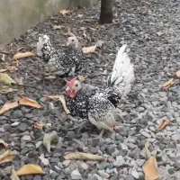 سیبرایت