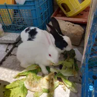 خرگوش نر ماده
