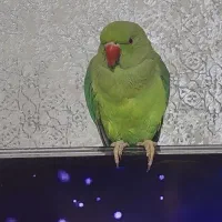 ملنگو ماده|پرنده|ری, جوانمرد قصاب|دیوار