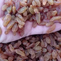 فروش کشمش خوراکی و آبگیری|خوردنی و آشامیدنی|کرمان, |دیوار