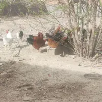 مرغ وخروس