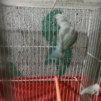 طوطی برزیلی|پرنده|دماوند, دماوند|دیوار