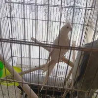 جفت عروس هلندی|پرنده|گلبهار, شهر جدید گلبهار|دیوار