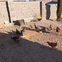 فروش مرغ و خروس محلی|حیوانات مزرعه|یاسوج, |دیوار