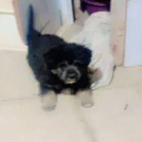 سگ پامر آشپیتز|سگ|بم, |دیوار