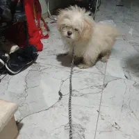 سگ زیبا|سگ|تالش, هشتپر|دیوار