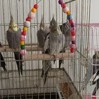 عروس هلندی نر و ماده|پرنده|اصفهان, گلزار|دیوار