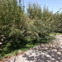 باغ گلبهار آبقد تهاترومعاوضه|فروش زمین و ملک کلنگی|گلمکان, |دیوار