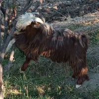 بزغاله تخمی کهره