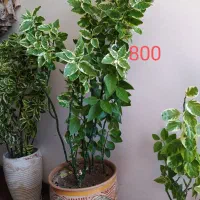 گل و گیاه آپارتمانی|گل و گیاه طبیعی|فلاورجان, |دیوار