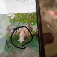 دزدیده شده|حیوانات|اندیمشک, |دیوار