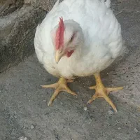 مرغ برای خون کردن