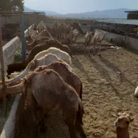 شتر|حیوانات مزرعه|شیراز, بید زرد|دیوار