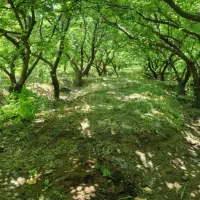 باغ-1000-متری-سرسبز-سند-تکبرگ-شهریار