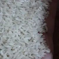 طارم هاشمی لاشه کشت دوم|حراج|قائمشهر, |دیوار