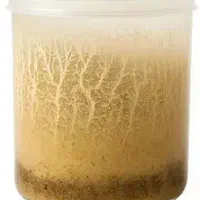 میکروورم غذای زنده انواع نوزاد ماهی و