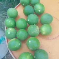 200کیلو لیمو تازه دس چین ابدار
